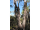 Arttec Eukalyptus - eukalyptus mätový (Eucalyptus Dives), eukalyptus mätovú