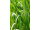 Arttec Palmarosa (Cymbopogon martinii), Palma ružová